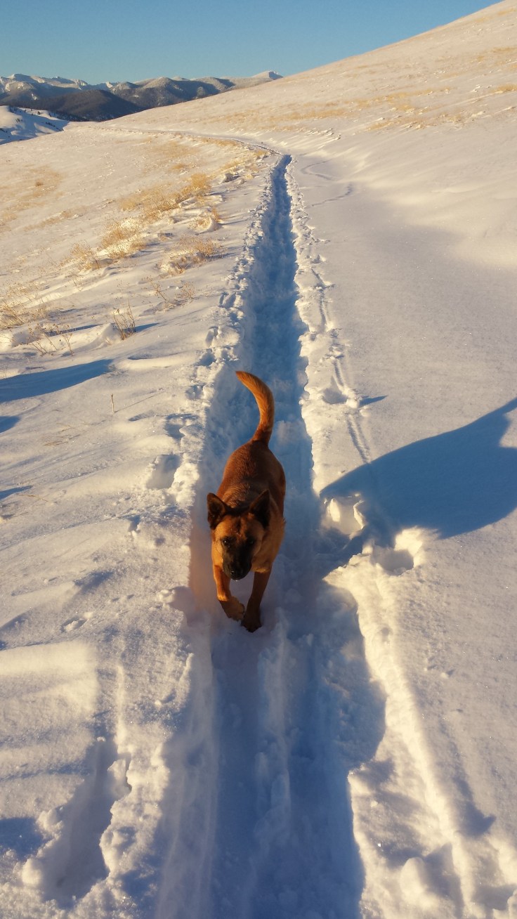 Millie_SentinelFireTrail_2.25.14 Jen von sehlen