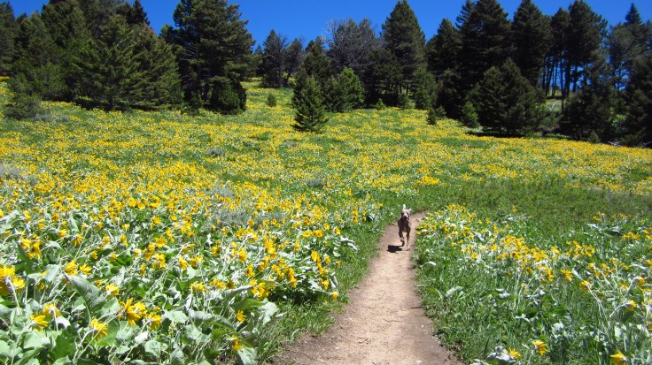 Staying on the&nbsp;Trail
